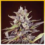 Blueberry Auto strain photo
