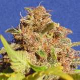 Wedding Cake Auto strain photo