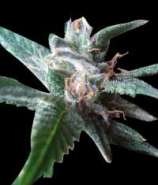 Stoned Immaculate strain photo