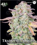 Trainwreck Auto strain photo