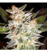Delicious Seeds - Cheese Candy Auto strain photo