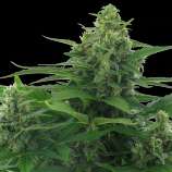 Flying Skunk strain photo