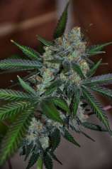 The Seekers of Genetic Wisdom - Cosmic Bubba Kush strain photo