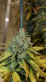 ONYCD strain photo
