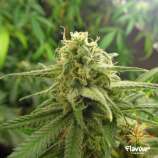 Banana OG strain photo