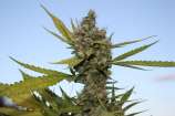 CBD Critical Cure strain photo