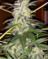 Problem Child strain photo