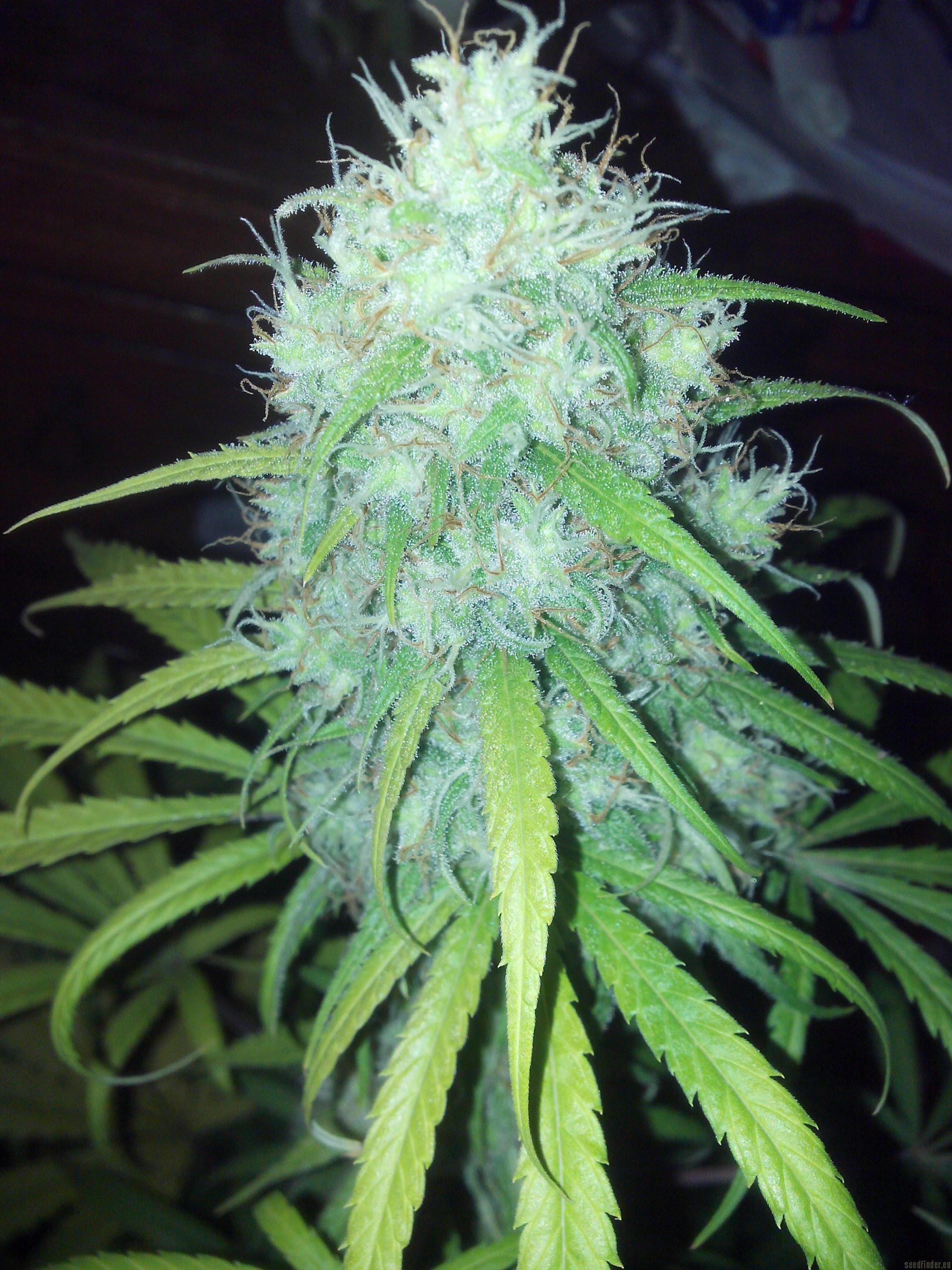 Jamaican Chocolate strain photo