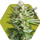 Amnesia Haze XL strain photo