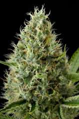 Dinamex strain photo
