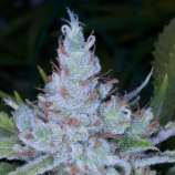 Memory Loss strain photo