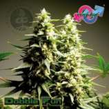 Growers Choice - Double Fun strain photo