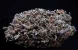 Zamaldelica x Kali China strain photo