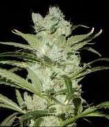 Critical Neville Haze strain photo