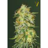 Auto Original Limonade Skunk strain photo