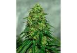 Ultra Critical strain photo