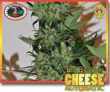Cheese Automatic strain photo