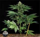 Roadrunner Automatic strain photo