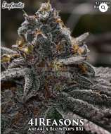 41 Reasons strain photo
