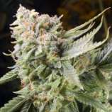 Gummy Bears strain photo