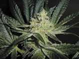 Mendocino Madness strain photo