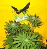 Vietnam Tourist Hemp strain photo