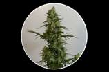 Jack Herer Auto strain photo