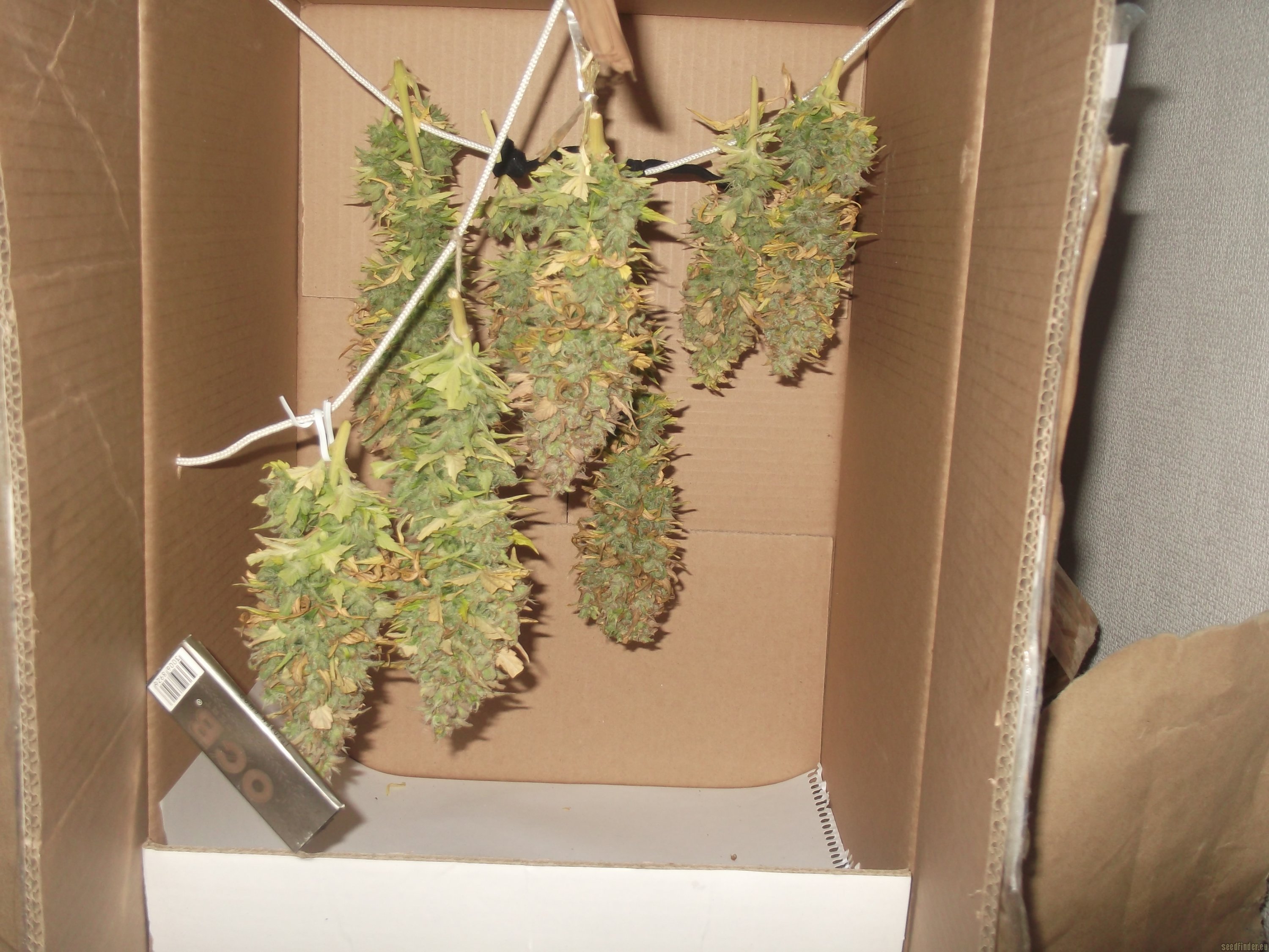 Widow strain photo