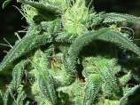 Sterling Haze strain photo