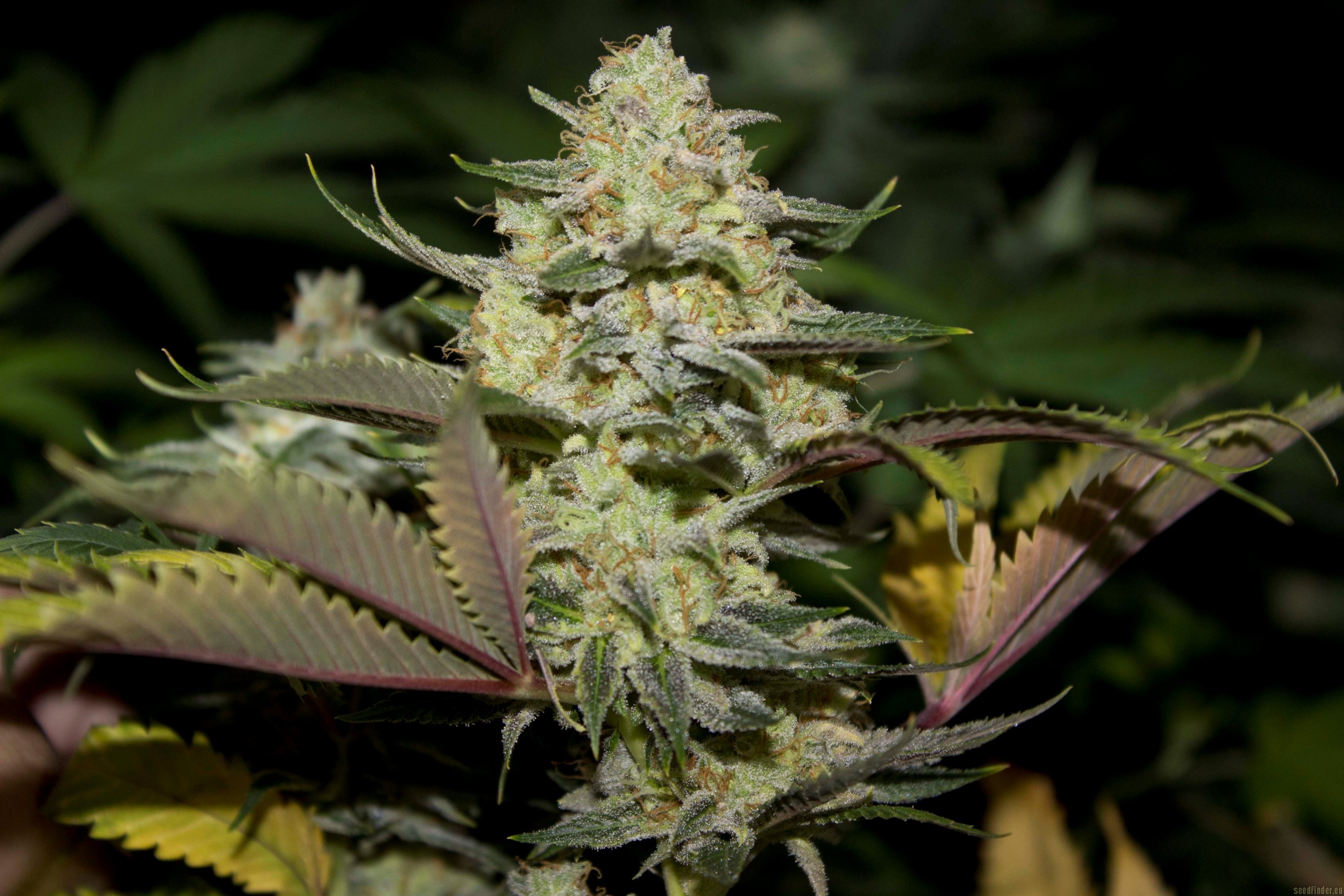 Stardawg strain photo