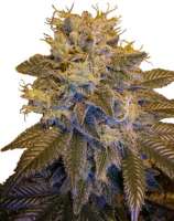 Next Generation Seed Company - Grapefruit Kush strain photo
