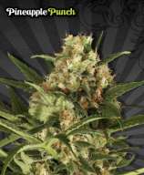 Pineapple Punch Automatic strain photo