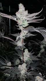 Cherry Bacio strain photo