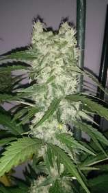 Hammerhead strain photo