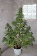 Chaze strain photo