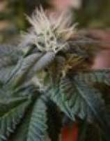 Hindu Kush strain photo