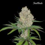 C4-Matic strain photo
