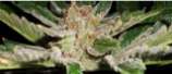 Afghan Princess strain photo