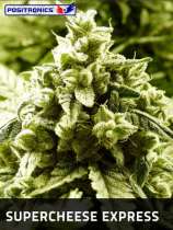 Supercheese Express strain photo