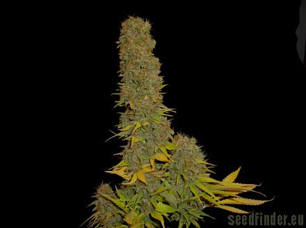 Haze Heaven strain photo