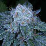 HashBar OG strain photo