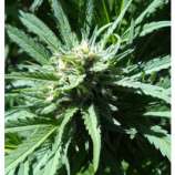 Pineapple Slick strain photo