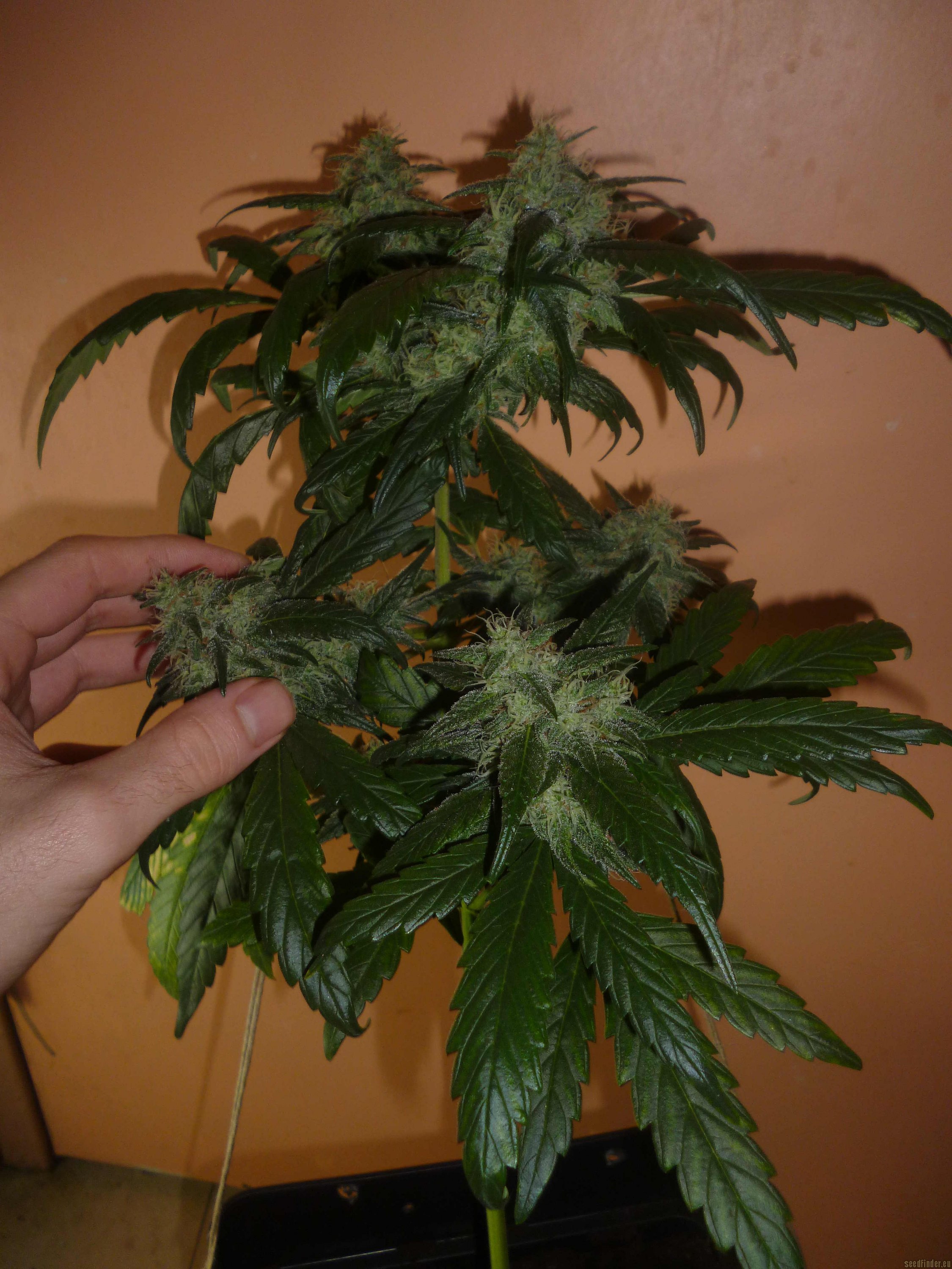 Alien Nightmare strain photo