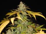 Project 13 strain photo