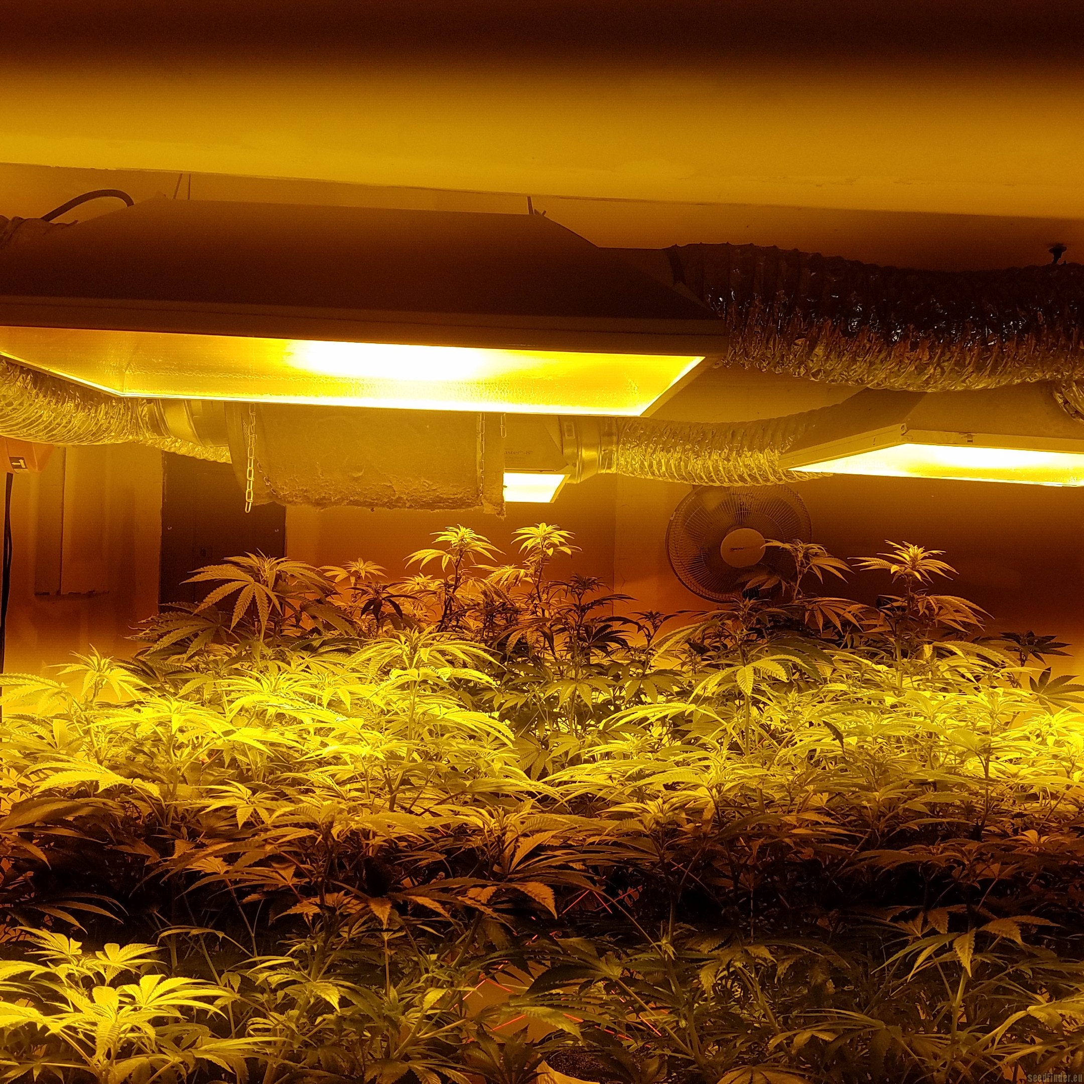 ZOD strain photo