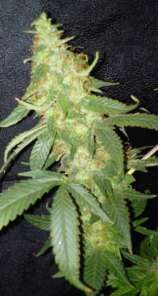 Mokum Bud strain photo