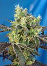 Do-Sweet-Dos strain photo