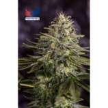 Sticky Dream strain photo