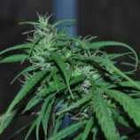 Green Haze strain photo