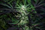 Mangobiche x Peyote Purple strain photo